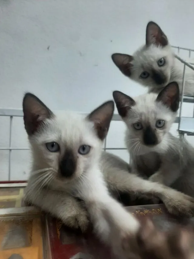 ลูกแมววิเชียรมาศ มีใบเพดดีกรี