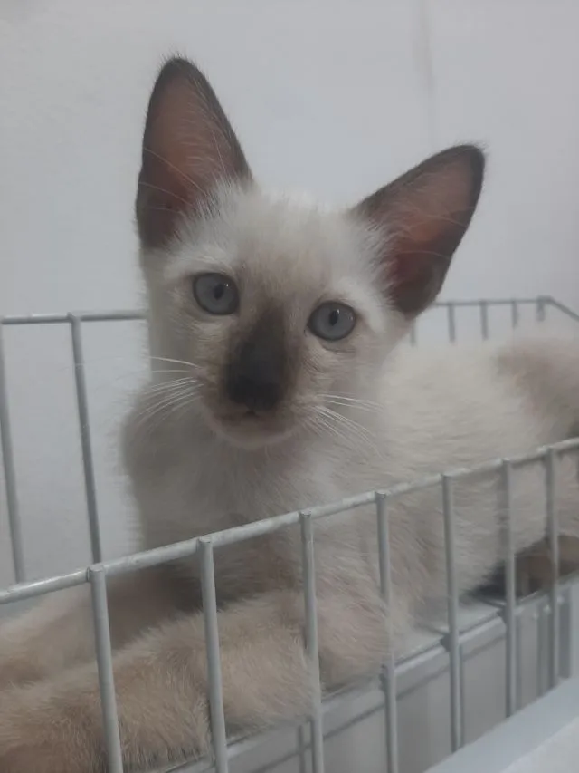 ลูกแมววิเชียรมาศ มีใบเพดดีกรี