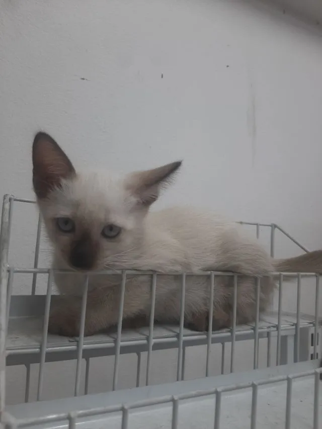 ลูกแมววิเชียรมาศ มีใบเพดดีกรี