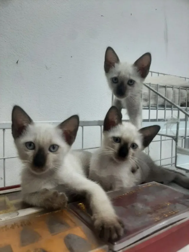 ลูกแมววิเชียรมาศ มีใบเพดดีกรี