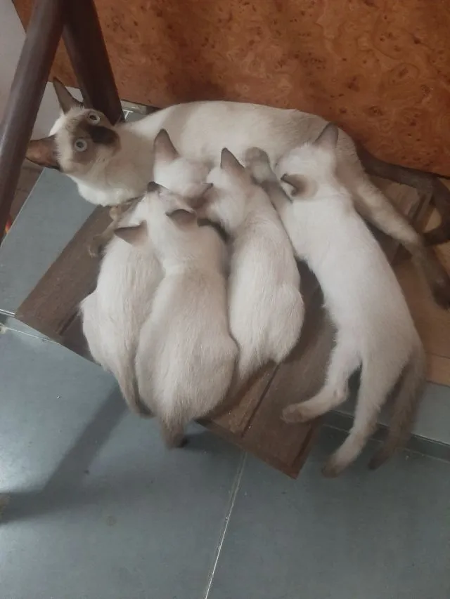 ลูกแมววิเชียรมาศ มีใบเพดดีกรี