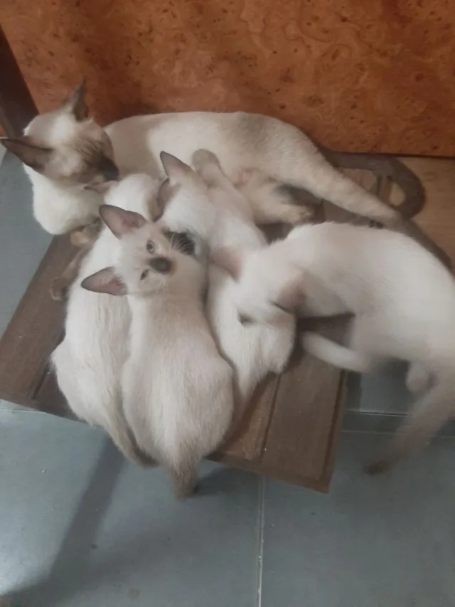 ลูกแมววิเชียรมาศ มีใบเพดดีกรี