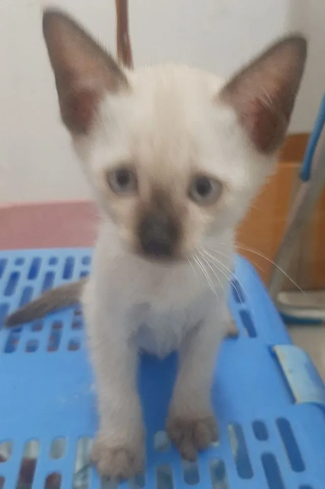 ลูกแมววิเชียรมาศ มีใบเพดดีกรี
