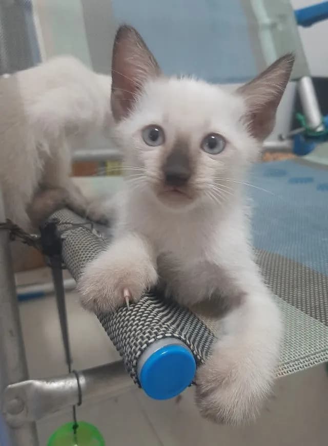 ลูกแมววิเชียรมาศ มีใบเพดดีกรี