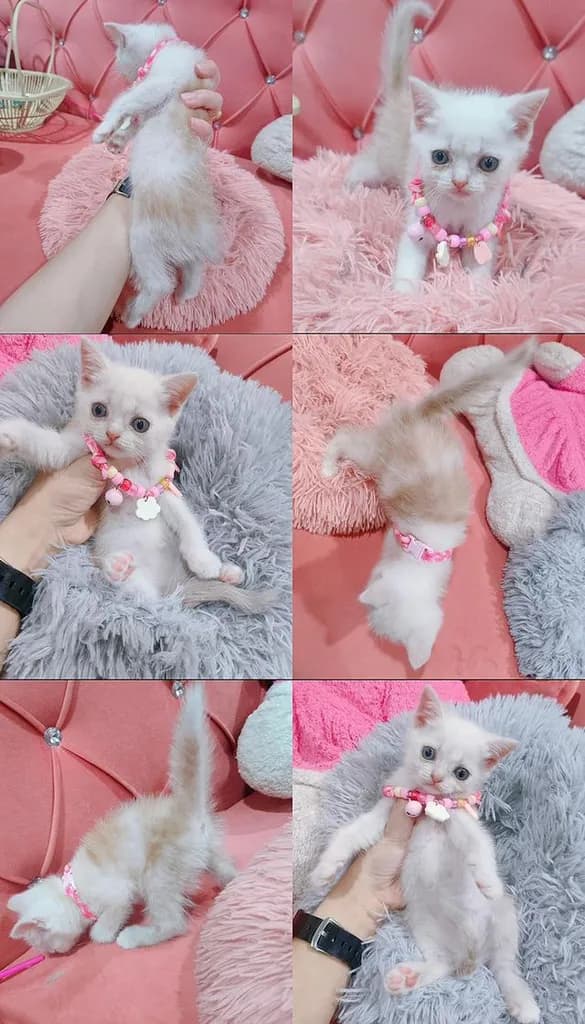 เด็กชาย หญิง สก็อตติช หาบ้าน🏡🏠😻