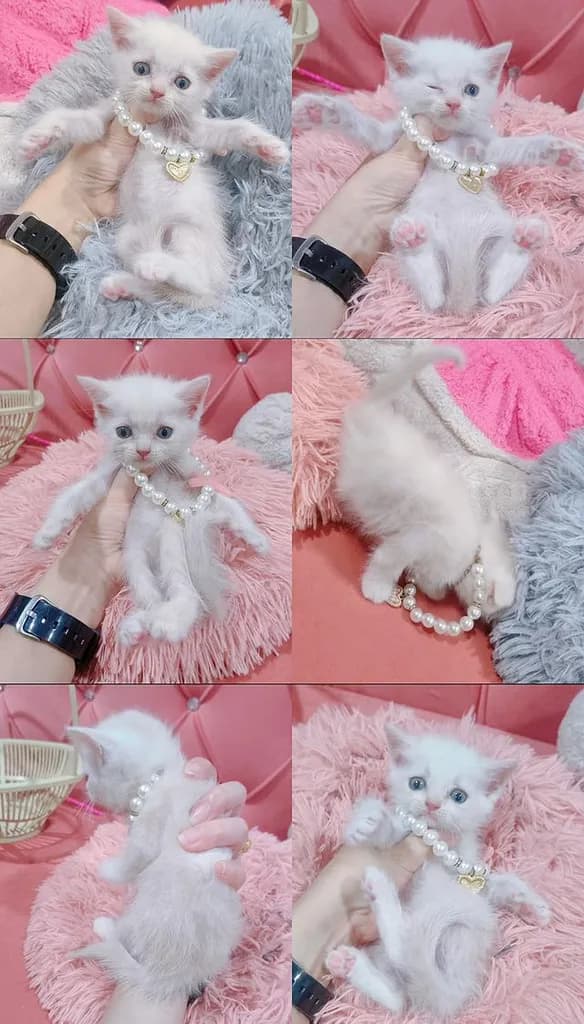 เด็กชาย หญิง สก็อตติช หาบ้าน🏡🏠😻