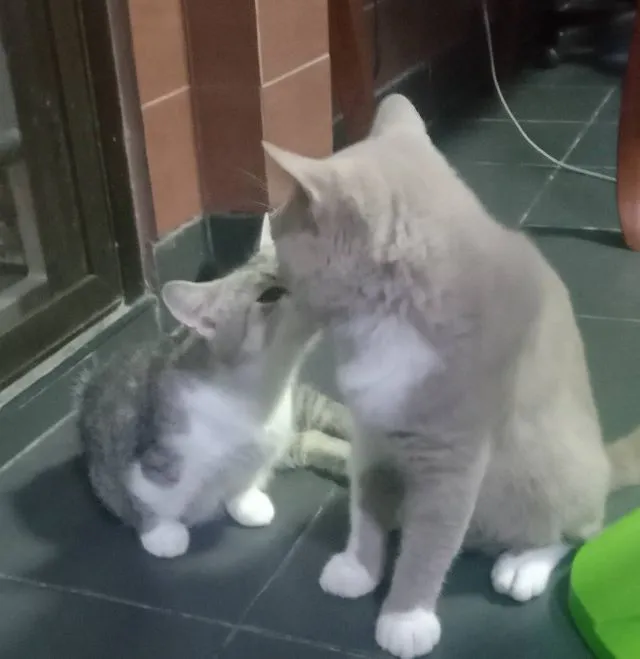 พ่อพันธุ์สายหื่น