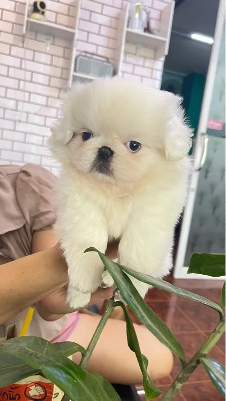 ลูกหมาพันธ์ปักกิ่ง แท้