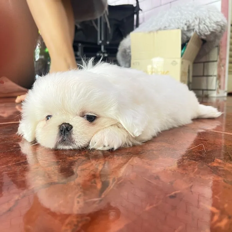 ลูกหมาพันธ์ปักกิ่ง แท้