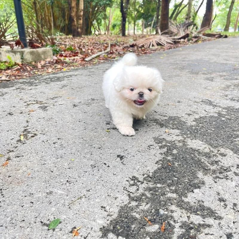 ลูกหมาพันธ์ปักกิ่ง แท้
