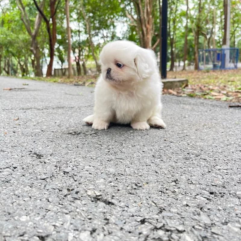 ลูกหมาพันธ์ปักกิ่ง แท้