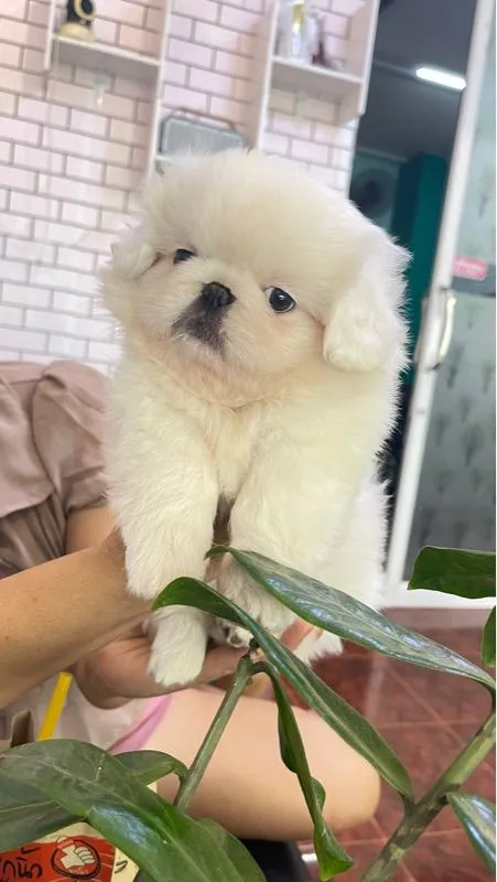 ลูกหมาพันธ์ปักกิ่ง แท้