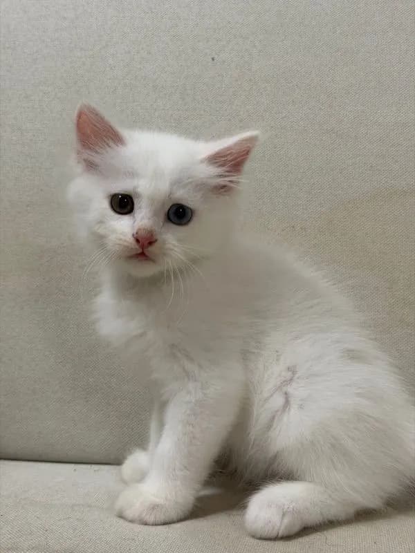 ลูกแมวเปอร์เซีย ตาสองสี เพศผู้