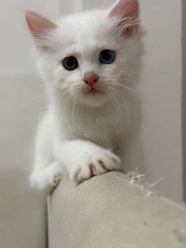 ลูกแมวเปอร์เซีย ตาสองสี เพศผู้