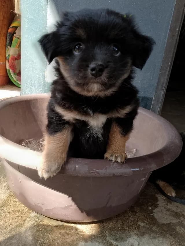 สัตว์เลี้ยง ลูกสุนัข ชิวาว่าผสมปอม
