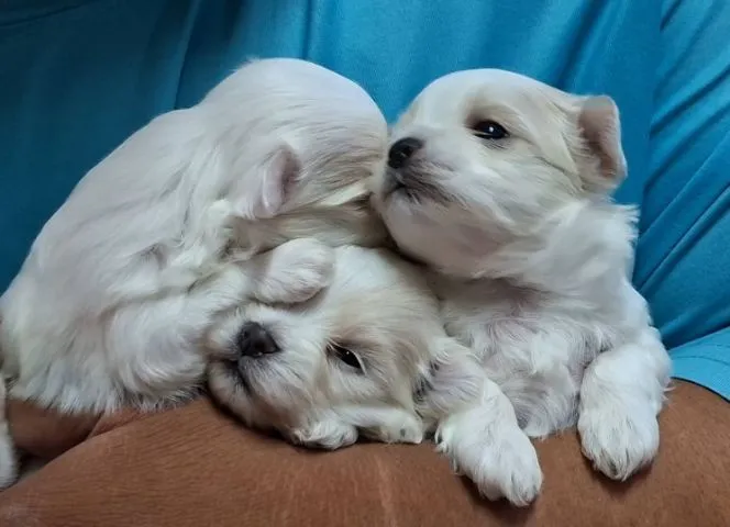 ลูกมอลทีสสายเลือดแชมป์