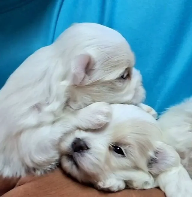 ลูกมอลทีสสายเลือดแชมป์