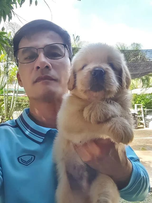 ลูกสุนัขพันธุ์โกลเด้นหน้าหมี