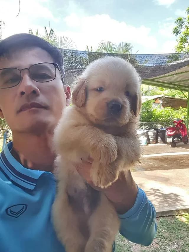 ลูกสุนัขพันธุ์โกลเด้นหน้าหมี