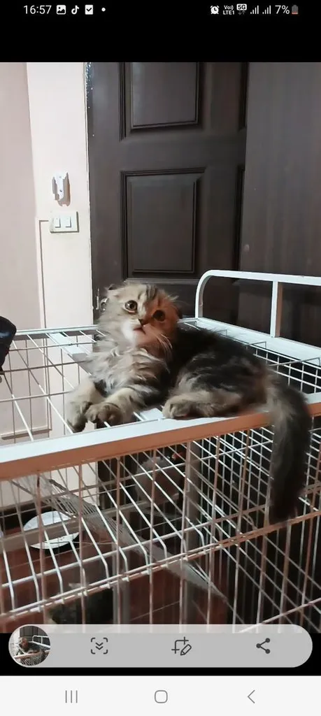 เเมวก๊อตติชโฟ
