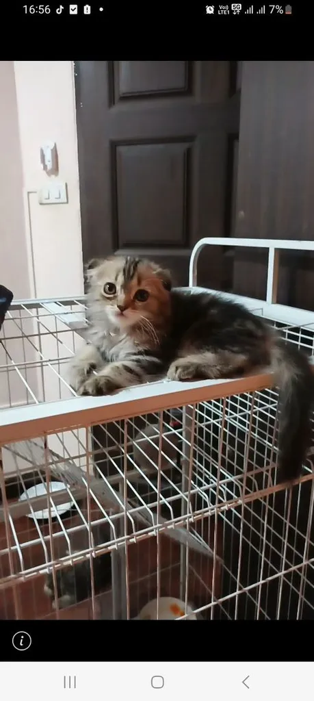 เเมวก๊อตติชโฟ