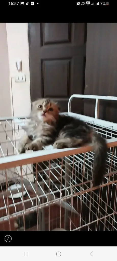 เเมวก๊อตติชโฟ