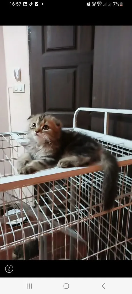 เเมวก๊อตติชโฟ