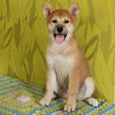 ชิบะน่ารัก
