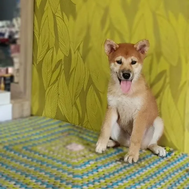 ชิบะน่ารัก