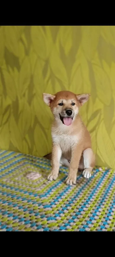 ชิบะน่ารัก