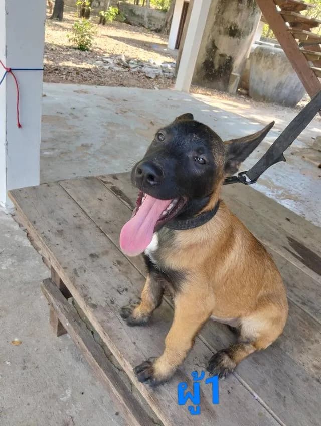 Belgian Malinois เบลเยี่ยมมาลินอยส์ พันธุ์แท้100%