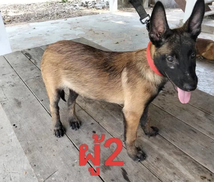Belgian Malinois เบลเยี่ยมมาลินอยส์ พันธุ์แท้100%