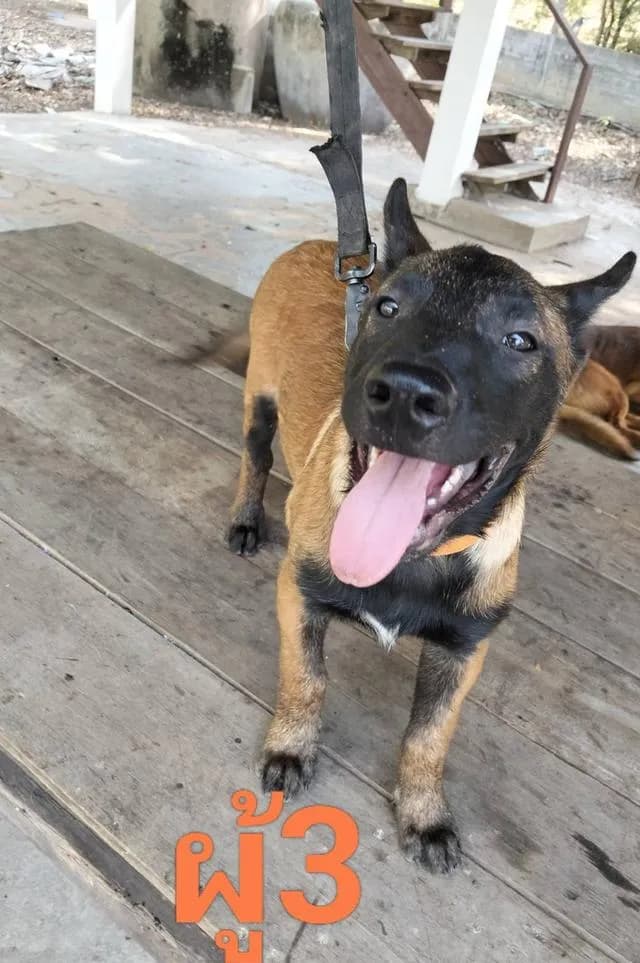 Belgian Malinois เบลเยี่ยมมาลินอยส์ พันธุ์แท้100%