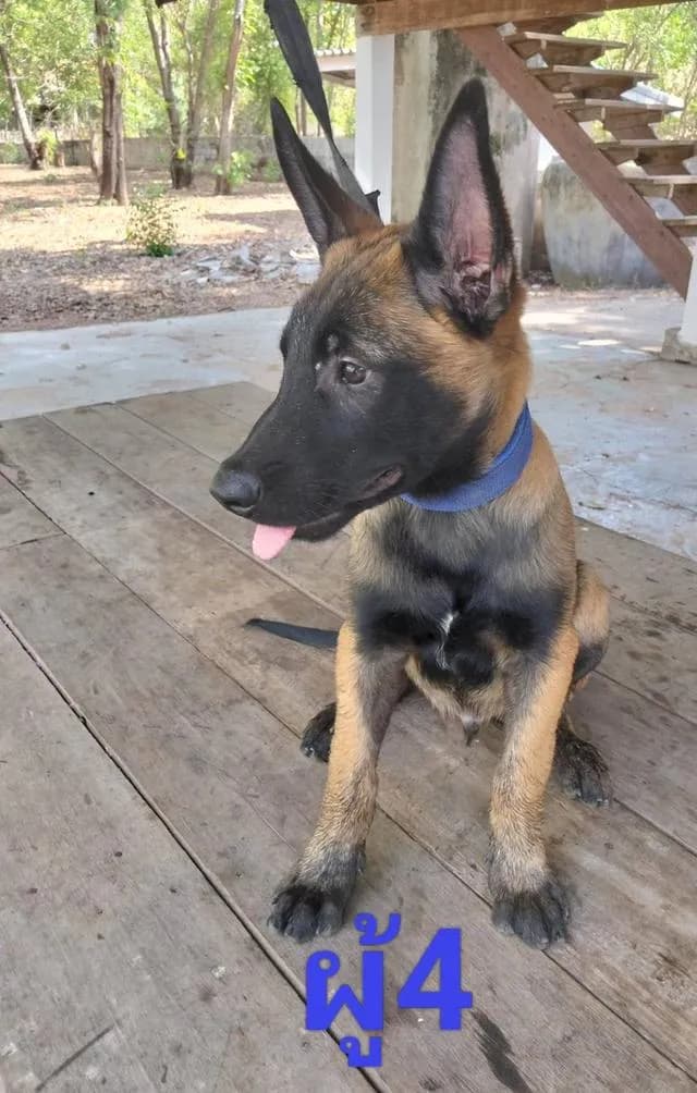 Belgian Malinois เบลเยี่ยมมาลินอยส์ พันธุ์แท้100%