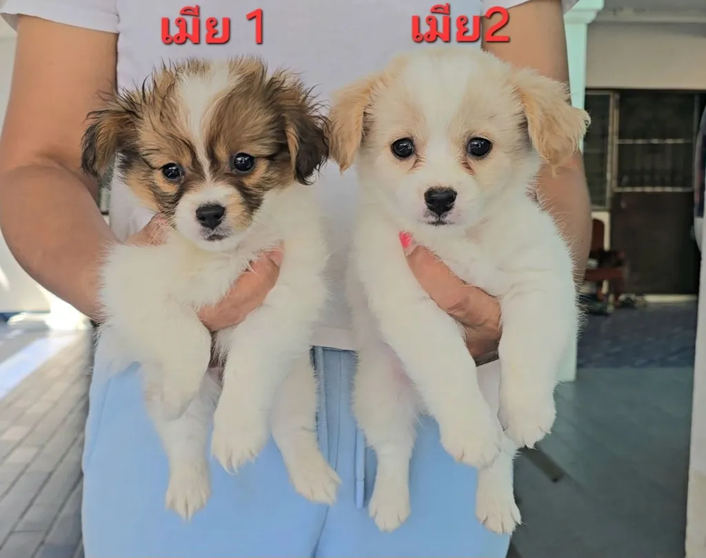 ลูกสุนัขชิวาวาผสมชิห์สุ น่ารัก แข็งแรง ปลอดภัย จาก kankarnclub มีบริการจัดส่งทั่วประเทศ(กันย์เจ้าเก่าครับ)
