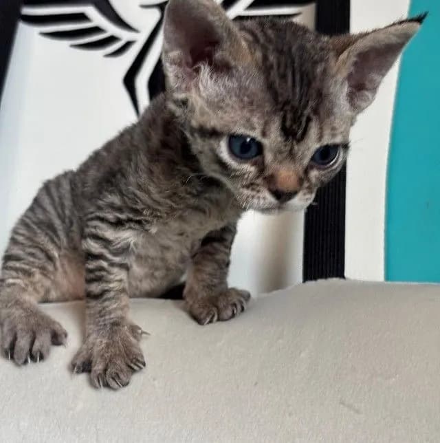 Devon Rex are curly-haired cats.