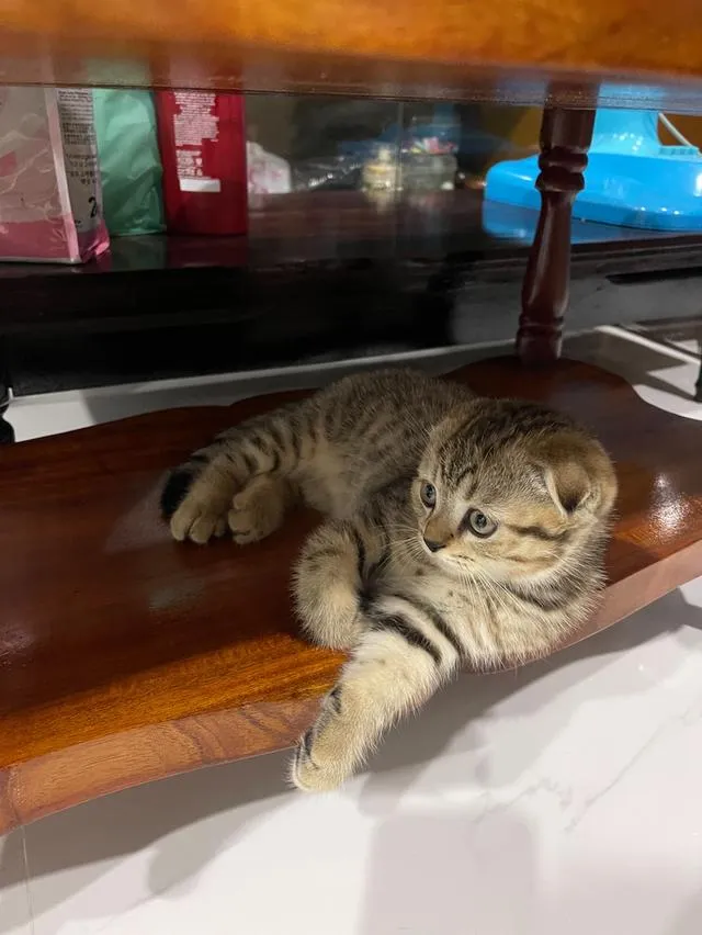 น้องสกอตติชโฟลด์หูพับ อายุ 3 เดือน พร้อมย้ายบ้านแล้วค่ะ 🏡✨