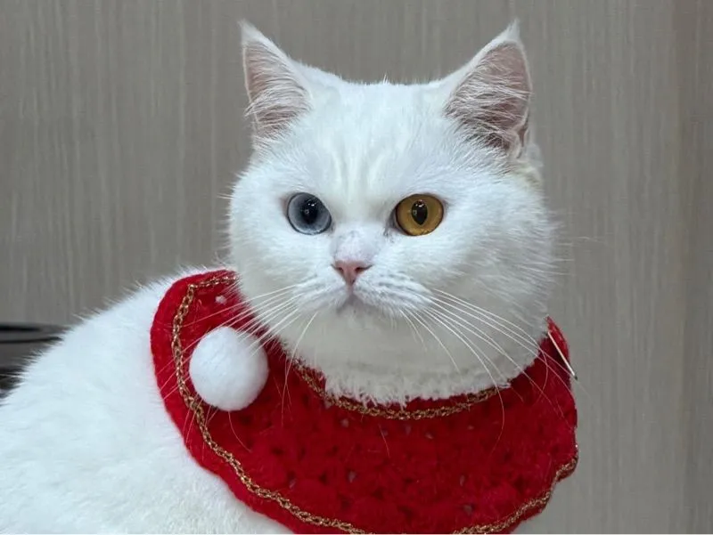 บริติช ชอร์ตแฮร์ ขอตัวผู้ สีขาว ตาสีทองหรือสีฟ้า