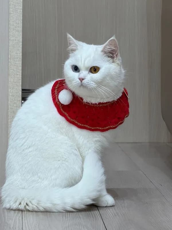 บริติช ชอร์ตแฮร์ ขอตัวผู้ สีขาว ตาสีทองหรือสีฟ้า
