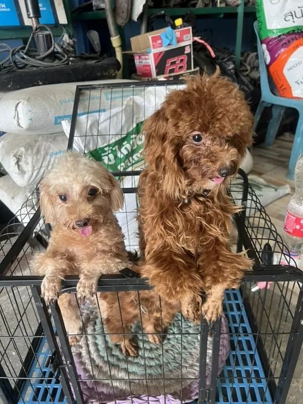 พ่อ แม่ พันธุ์พุดเดิ้ลแท้ ผู้ 2 เมีย 1