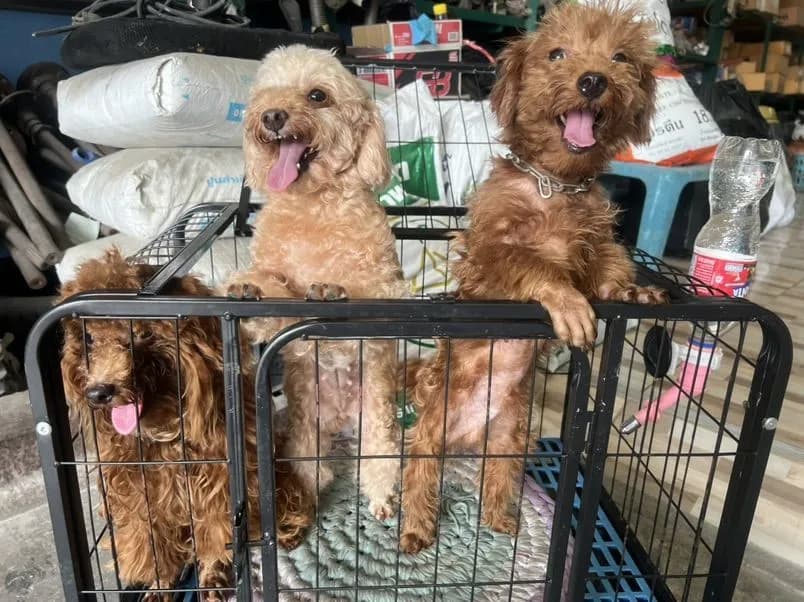 พ่อ แม่ พันธุ์พุดเดิ้ลแท้ ผู้ 2 เมีย 1
