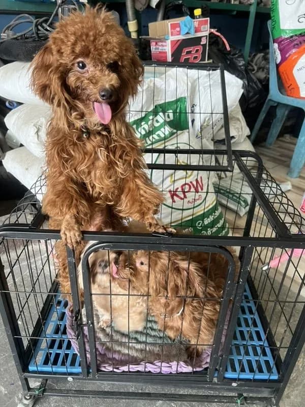 พ่อ แม่ พันธุ์พุดเดิ้ลแท้ ผู้ 2 เมีย 1