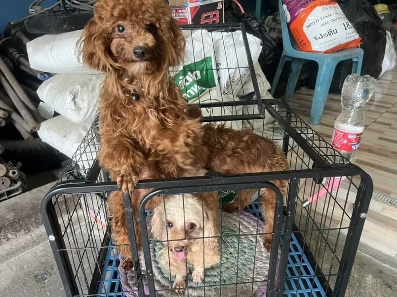 พ่อ แม่ พันธุ์พุดเดิ้ลแท้ ผู้ 2 เมีย 1