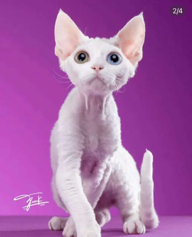 Devon Rex two sweet girls