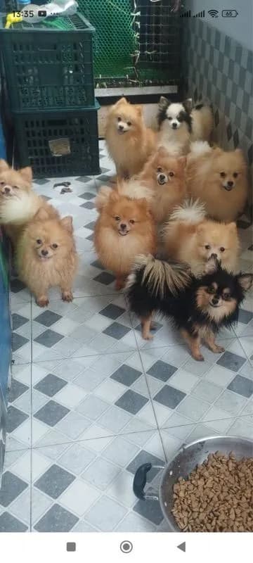 หมา ปอมเมอเรเนียนแท้