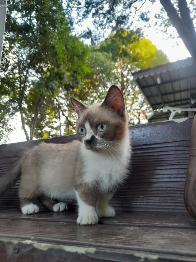 หาบ้านค่ะน้องมัชกิ้นขาสั้นเพศเมีย