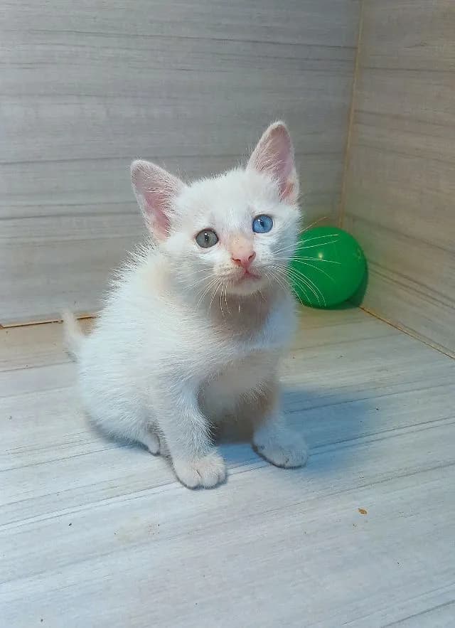 แมวขาวมณีตาสองสี เพศเมียสวยไม่มีตำหนิ ยังไม่วัคซีนก่อนย้ายตรวจหัดแมวฟรีรับประกันเอดส์แมวกับรูคีเมียคะ