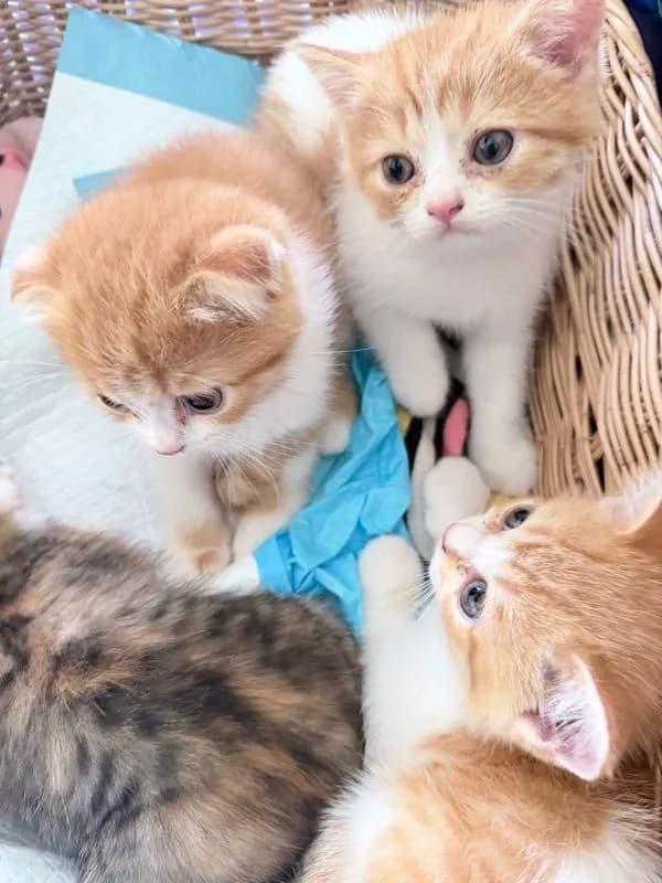 ลูกแมวสก๊อตติช 2เดือน