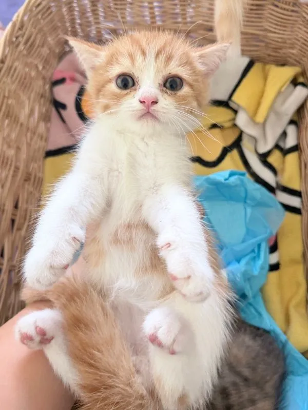 ลูกแมวสก๊อตติช 2เดือน