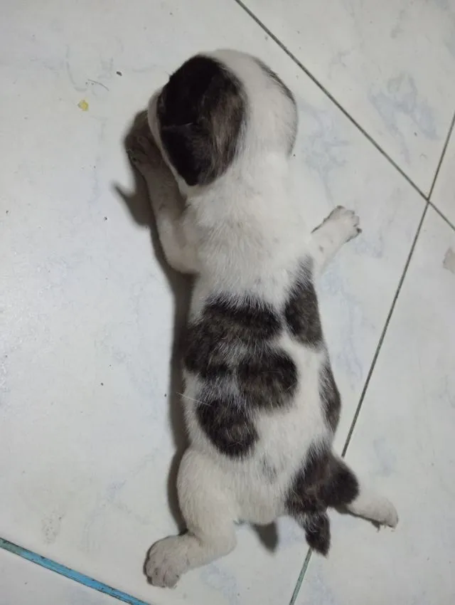 ไม่ทราบพันธุตัวไม่รรู้พ่อไหน